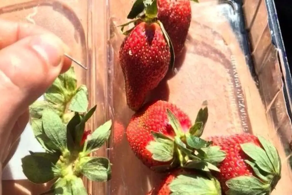 ماجرای عجیب توت فرنگی های سوزن دار در استرالیا