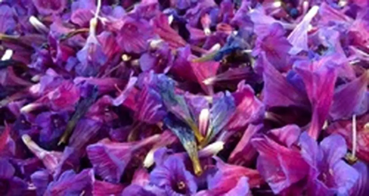 «گل گاو زبان» دمنوشی برای آرامش جسم