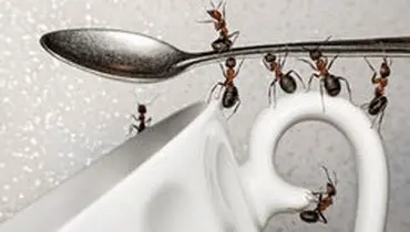 تکنیک‌های از بین بردن مورچه