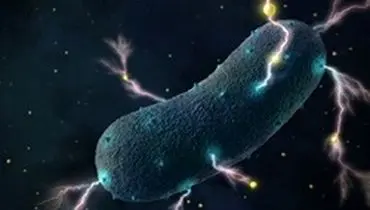 کشف باکتری الکتریکی در روده انسان