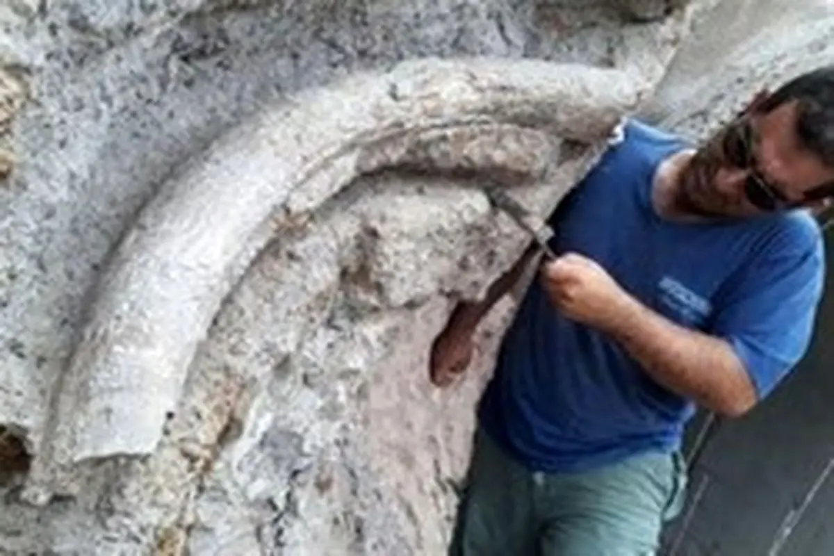 کشف فسیل ۲۰ میلیون ساله در اردبیل