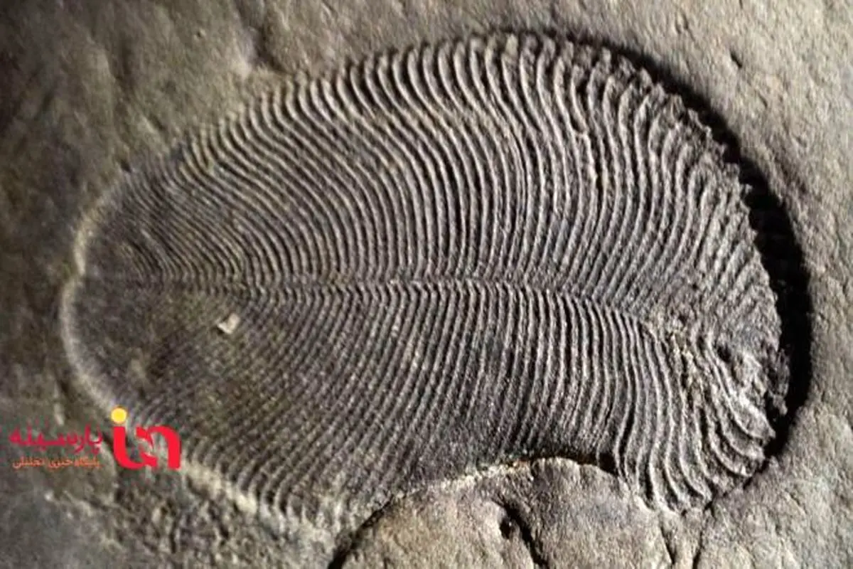 کشف قدیمی ترین فسیل جانوری به قدمت ۵۵۸ میلیون