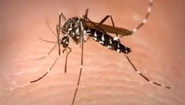 روش جدید از بین بردن مالاریا با عقیم کردن پشه‌های ماده