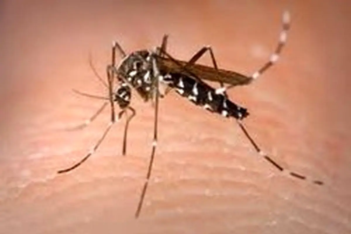 روش جدید از بین بردن مالاریا با عقیم کردن پشه‌های ماده