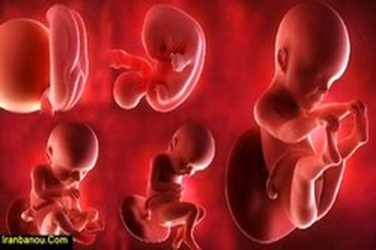 قلب جنین چه زمانی تشکیل میشود ؟