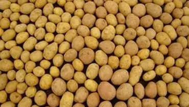 چطور سیب‌زمینی‌ها را برای زمستان انبار کنیم؟