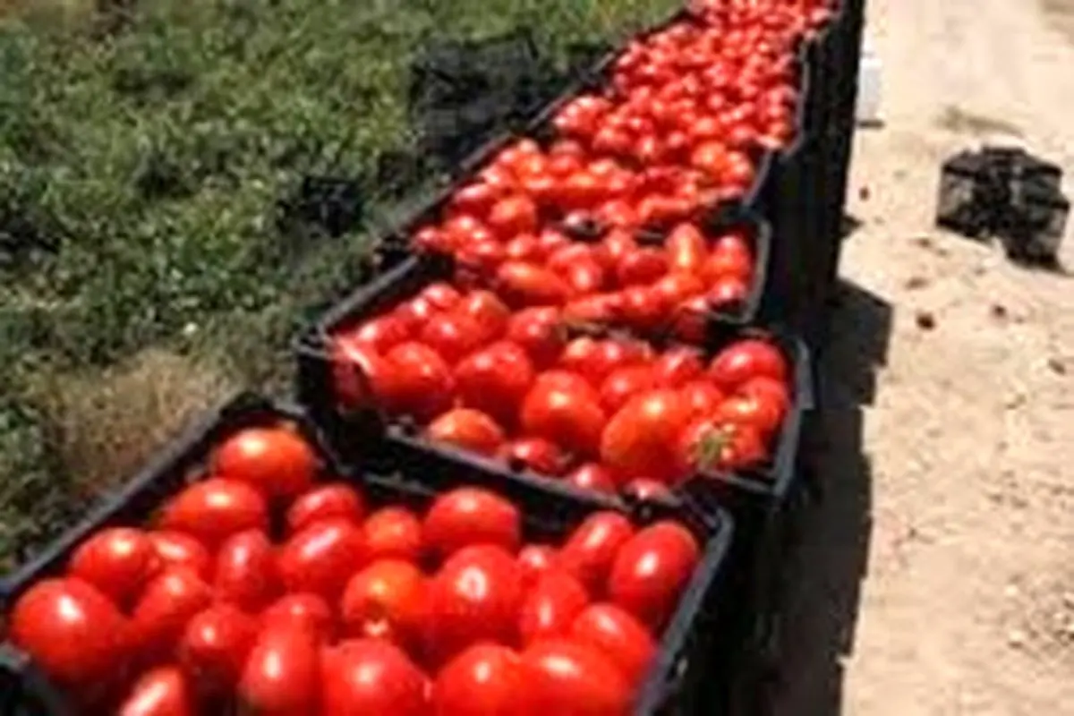 کاهش ۲۵ درصدی قیمت گوجه فرنگی