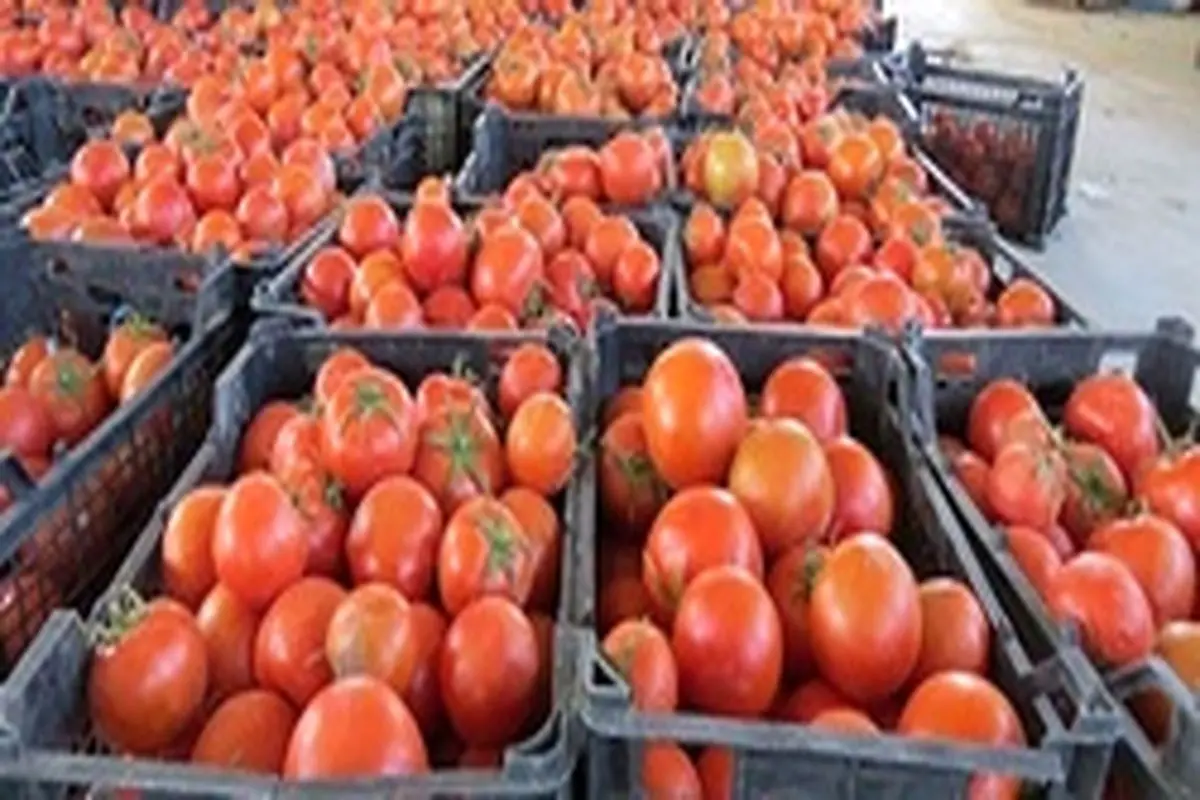قیمت گوجه‌فرنگی ۳۵ تا ۴۰ درصدکاهش یافت
