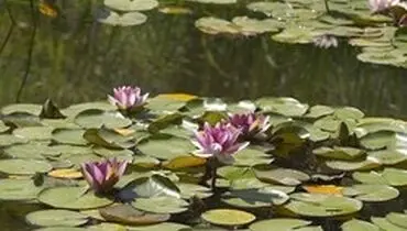 دریاچه سرآب نیلوفر کرمانشاه، جلوه‌ای زیبا از طبیعت ایران