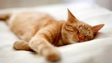 گربه‌ها چه خواب‌هایی می‌بینند؟!