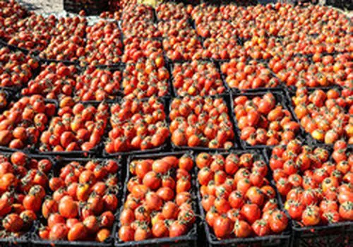 عوارض صادراتی پیاز و گوجه فرنگی زراعی کاهش  یافت+ جزئیات
