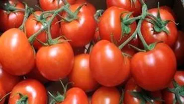 افزایش قیمت گوجه فرنگی مقطعی است