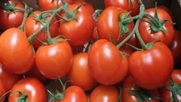 افزایش قیمت گوجه فرنگی مقطعی است