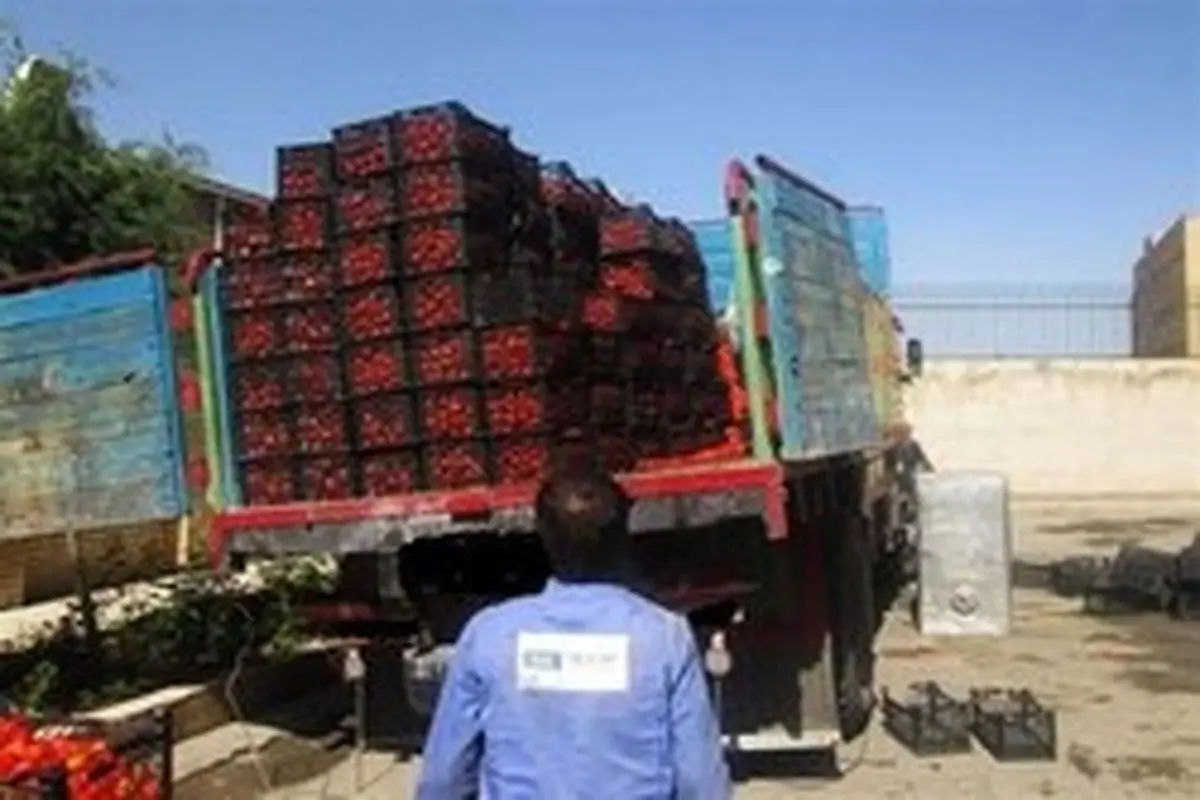 توقیف ۴ کامیون گوجه فرنگی قاچاق در مرز شلمچه