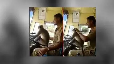 میمونی که راننده اتوبوس است! +عکس