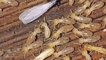 هجوم حشرات ناشناخته به یک روستا