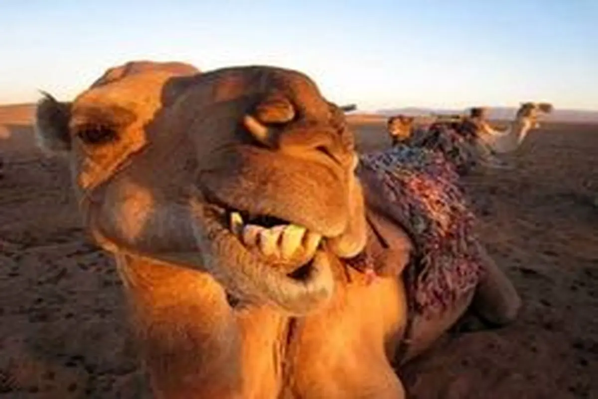 بازار داغ «جراحی زیبایی شتر» در عربستان