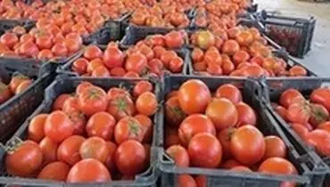 توقیف ۴۹ کانتینر گوجه فرنگی قاچاق!