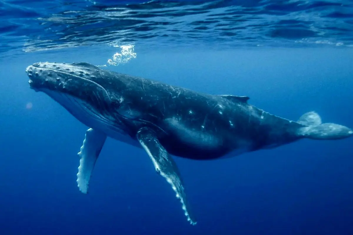 ویدیو| تلاش برای نجات بچه نهنگ