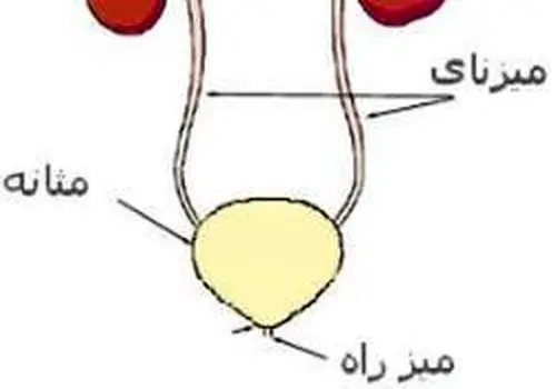 دلیل سوزش ادرار چیست؟+ درمان