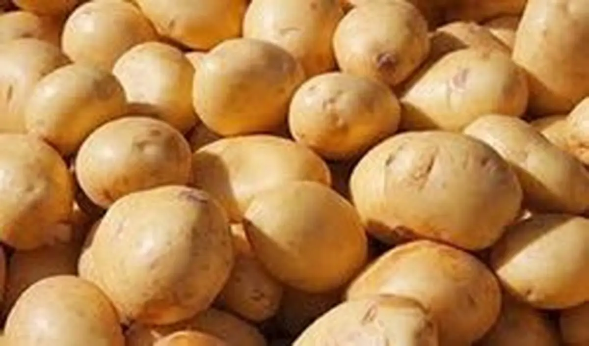 ممنوعیت صادرات سیب‌زمینی و رب گوجه‌فرنگی