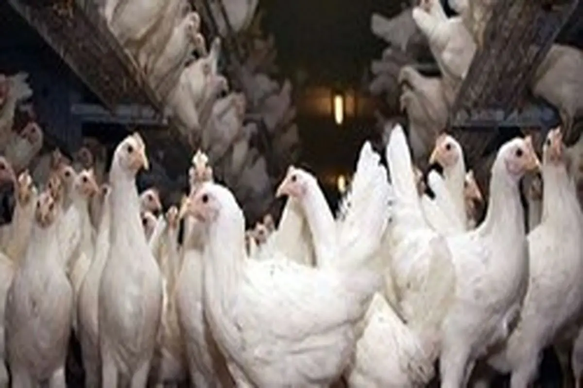 مرغداران دست به گریبان بازار سیاه