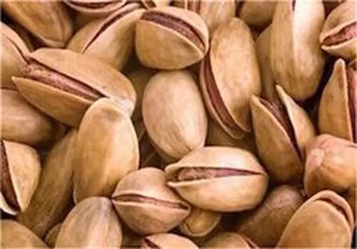 قیمت پسته تازه در بازار تهران امروز (مهر ۱۴۰۴)