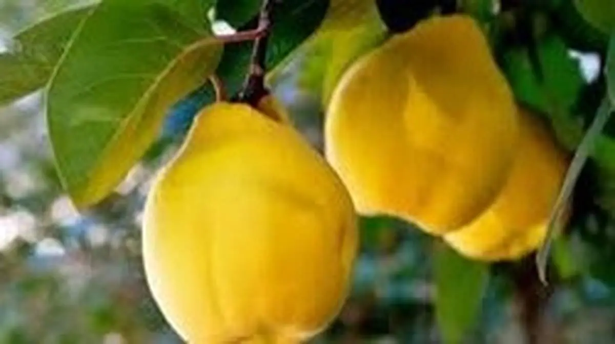 این جوشانده سریع گرفتگی رگها و عروق قلب را باز می کند