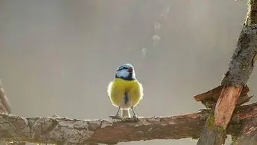 تصویری جالب از نفس کشیدن یک پرنده
