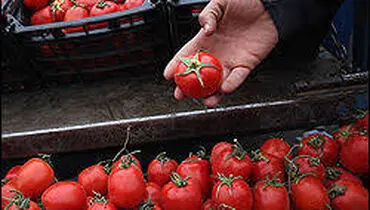 گوجه فرنگی قاچاق به مقصد نرسید