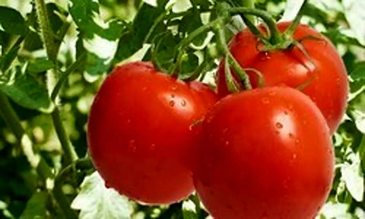 پای گوجه به قاچاق باز شد