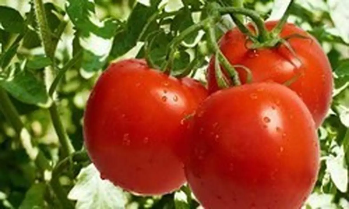 پای گوجه به قاچاق باز شد