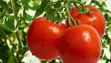 پای گوجه به قاچاق باز شد