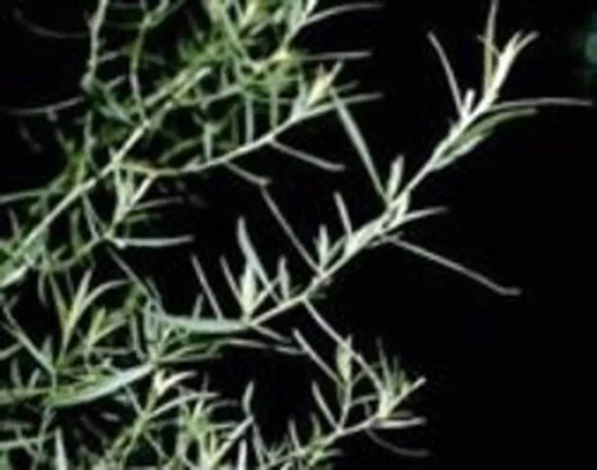 روش تهیه سرکه ترخون