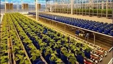 در مصرف چه محصولاتی نباید عجله کرد؟