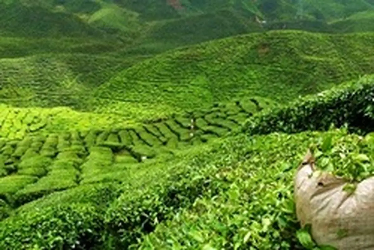 مراسمی خاص و سنتی برای چیدن چای نقره ای!
