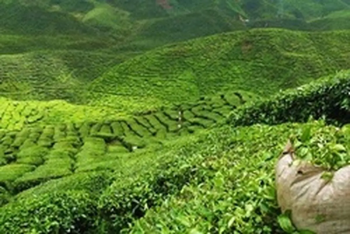 مراسمی خاص و سنتی برای چیدن چای نقره ای!