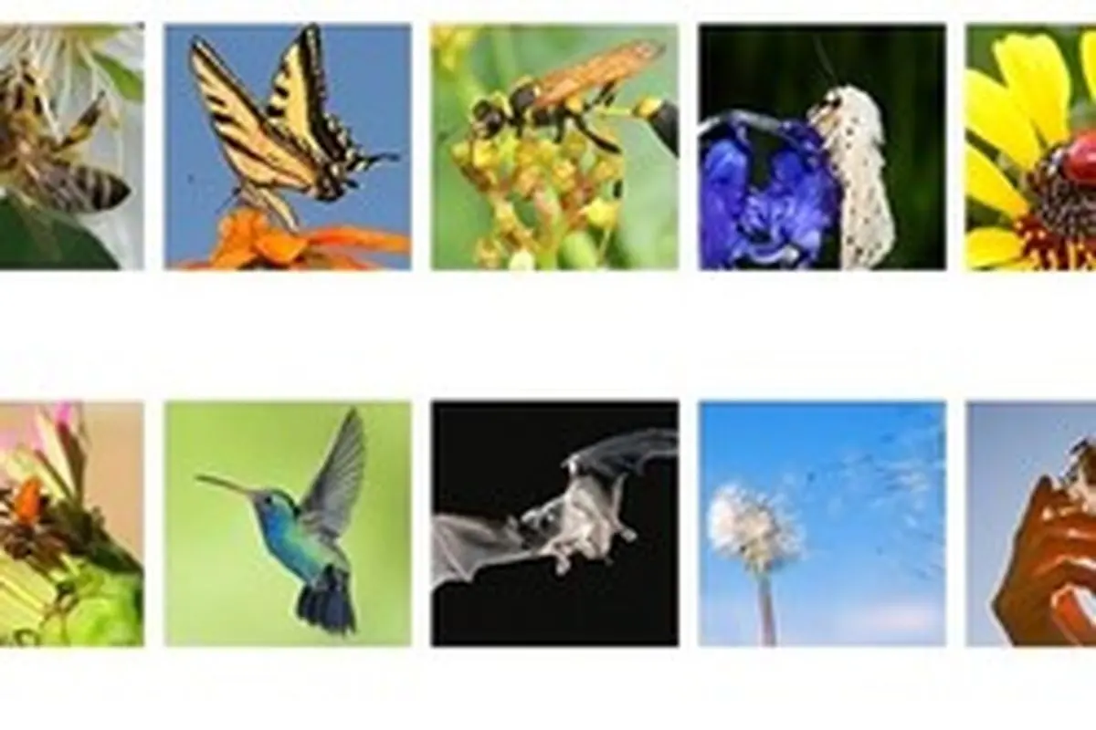 به جز حشرات چه جانورانی به گرده افشانی کمک می‌کنند؟
