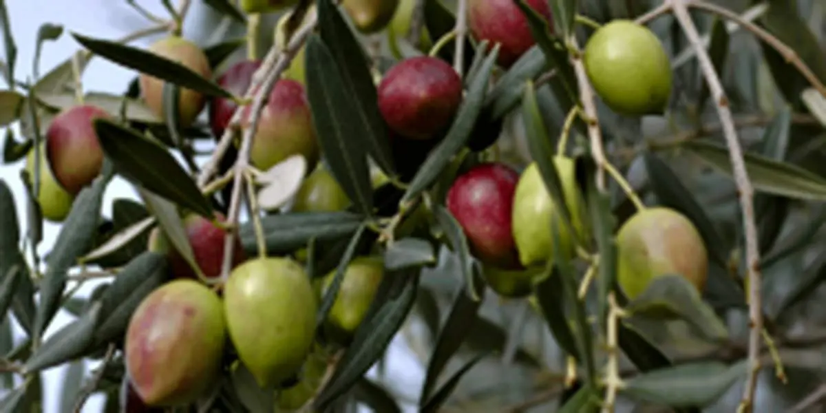 آشنایی با موزه روغن زیتون در ایتالیا