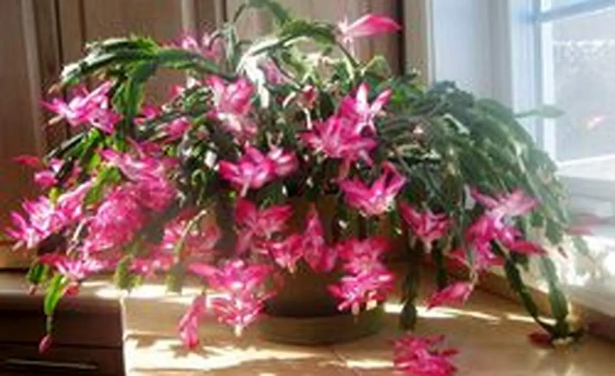 نحوه پرورش کاکتوس کریسمس