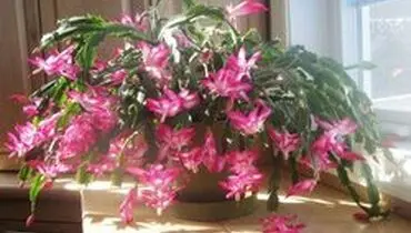 نحوه پرورش کاکتوس کریسمس