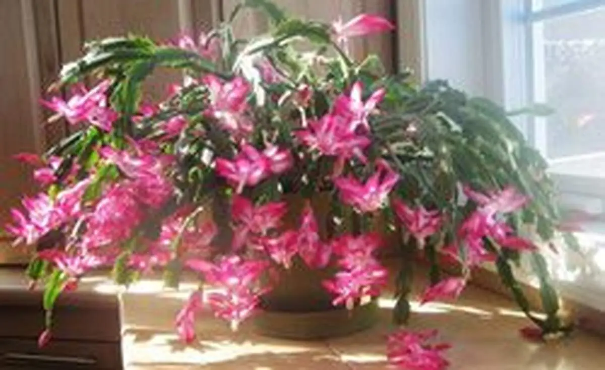 نحوه پرورش کاکتوس کریسمس