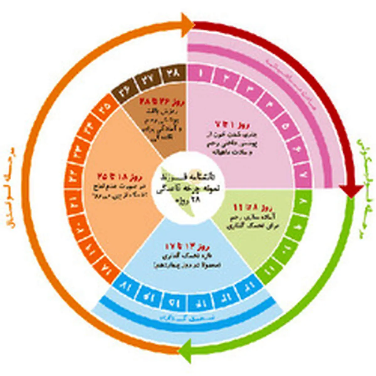 ۵ روش تعیین روز دقیق تخمک گذاری