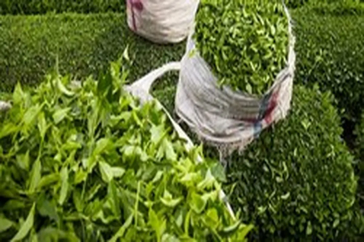رئیس اتحادیه چای کشور: مافیایی در واردات چای نیست