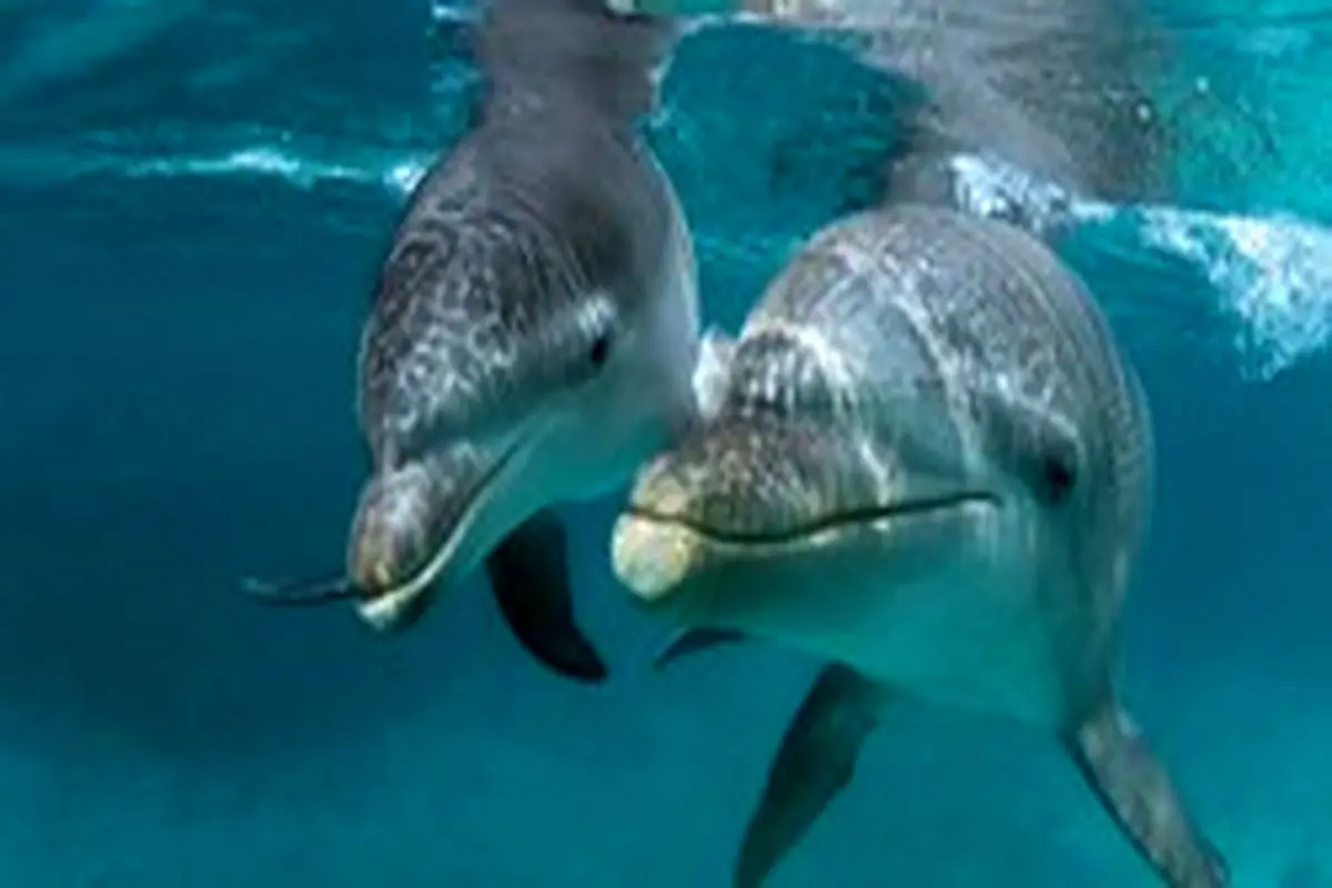 انسان ها توان حرف زدن را از دلفین ها می گیرند