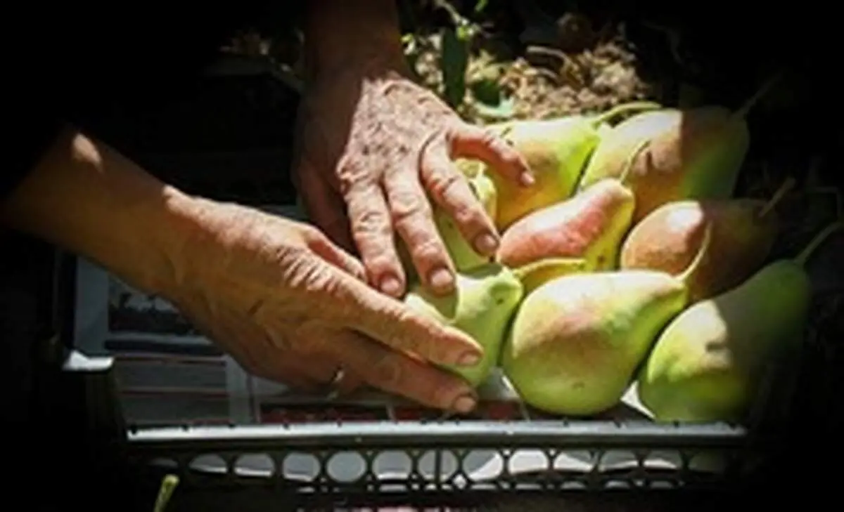 قیمت عمده فروشی انواع میوه و تره بار +جدول