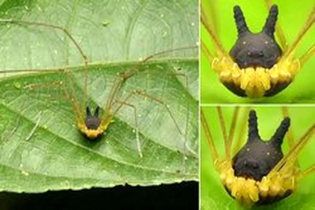 تصویری از عجیب‌ترین عنکبوت دنیا با سری شبیه سگ