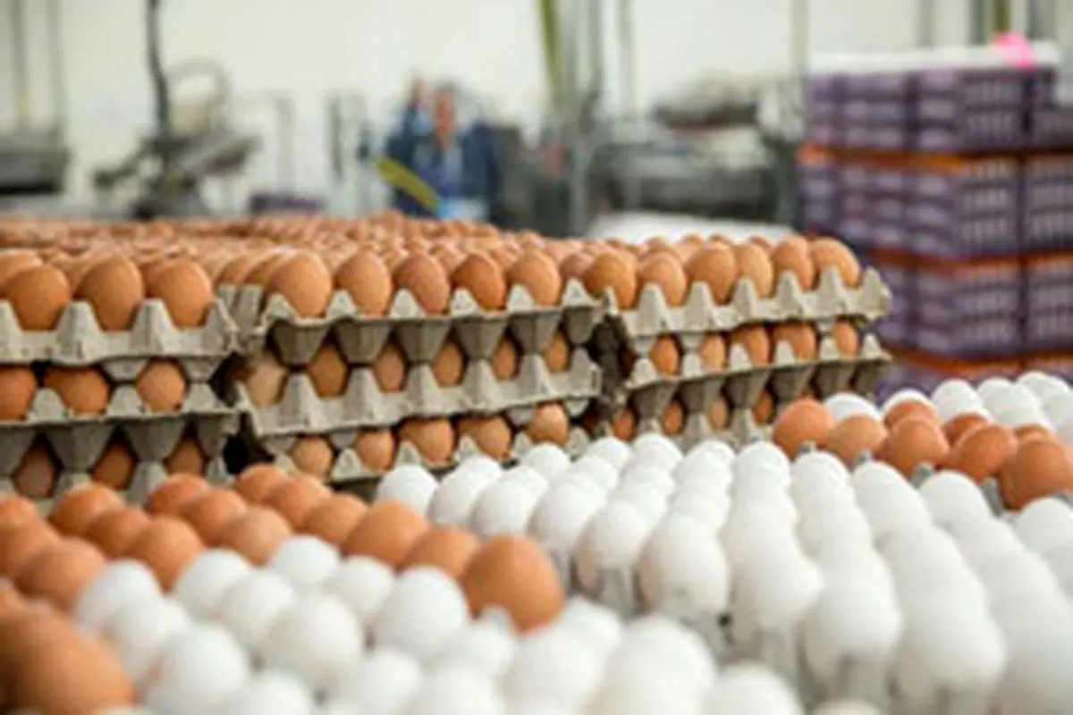 افزایش نرخ تخم مرغ در بازار تهران