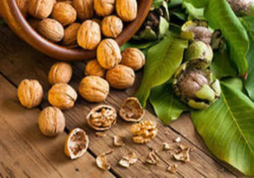 تاثیر بی نظیر گردو برای بهبود تیروئید
