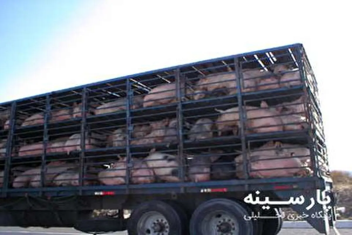 ویدیو| واژگونی کامیون حامل خوک